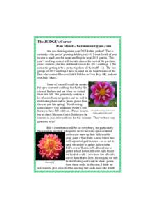 The JUDGE’s Corner Ron Miner -  Are you thinking about your 2013 dahlia garden? That is certainly a fun part of growing dahlias, isn’t it! I want for all of you to save a small area for some seedlin