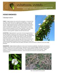 HEDGE BINDWEED Calystegia sepium THREAT: Hedge bindweed, also called wild morning-glory, is introduced from the eastern United States and is an aggressive climbing plant. It climbs and twines into fences, structures and 