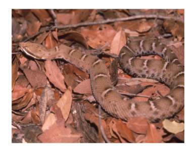 State Reptile: Arizona Ridgenosed Rattlesnake SCIENTIFIC NAME: Crotalus willardi willardi  DESCRIPTION: A small snake up to 25 inches in length. Body pattern consists of large brown or red-brown patches separated