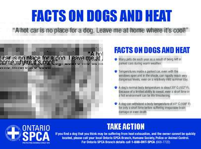 FACTS ON DOGS AND HEAT  “A hot car is no place for a dog. Leave me at home where it’s cool!” FACTS ON DOGS AND HEAT Many pets die each year as a result of being left in