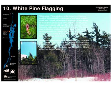 10. White Pine Flagging Chambly Canal White pine (Pinus strobus) is the largest northeastern conifer. This magnificent evergreen tree has a straight trunk and a crown of horizontal branches. A new whorl