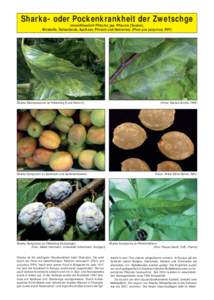 Sharka- oder Pockenkrankheit der Zwetschge (einschliesslich Pflaume, jap. Pflaume [Susine], Mirabelle, Reineclaude, Aprikose, Pfirsich und Nektarine) (Plum pox potyvirus, PPV) Sharka-Blattsymptome an Fellenberg (l) und E
