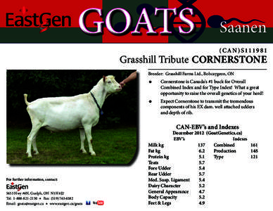 GOATS  Saanen (CAN)S111981  Grasshill Tribute CORNERSTONE