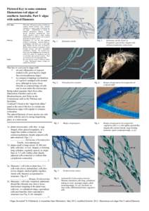 Algae / Polysiphonia / Plant / Ceramium / Biology / Red algae / Bangia / Ficus