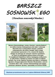 BARSZCZ SOSNOWSK EGO (Heracleum sosnowskyi Manden.) Barszcz Sosnowskiego, zwany również „zemstą Stalina”, to roślina bardzo niebezpieczna dla ludzi i zwierząt.