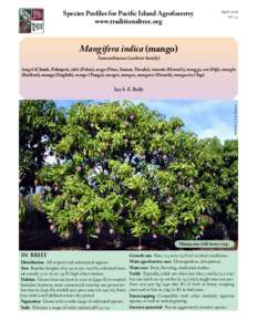 Species Profiles for Pacific Island Agroforestry www.traditionaltree.org April 2006 ver. 3.1