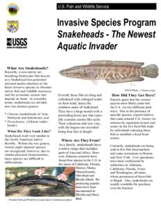 U.S. Fish and Wildlife Service  Invasive Species Program Snakeheads - The Newest Aquatic Invader What Are Snakeheads?