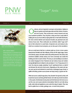 PNW  “Sugar” Ants PEST PRESS