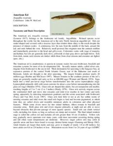 European eel / American eel / Eel / Striped bass / Glass eels / Fish migration / Anguillicoloides crassus / Atlantic States Marine Fisheries Commission / New Zealand longfin eel / Fish / Anguillidae / Eel life history