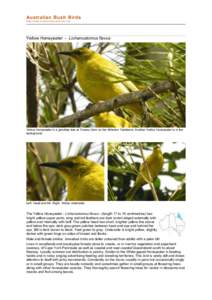 Lichenostomus / Birds of Western Australia / Yellow Honeyeater / Phylidonyris / Honeyeater / Melithreptus / Yellow-faced Honeyeater / Sibley-Monroe checklist 12 / Corvida / Meliphagoidea / Birds of Australia