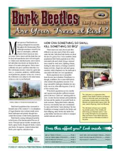 Bark Beetles  They’re Back!! Are Your Trees at Risk?