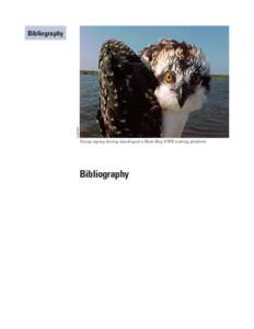 USFWS  Bibliography Young osprey during banding at a Back Bay NWR nesting platform