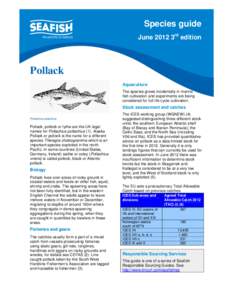 Pollachius virens / Alaska pollock / Pollock / Common Fisheries Policy / Gillnetting / Sea Fish Industry Authority / Fish / Gadidae / Pollachius pollachius