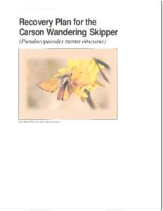 u.s. Fish & Wildlife Service  Recovery Plan for the Carson Wandering Skipper (Pseudocopaeodes
