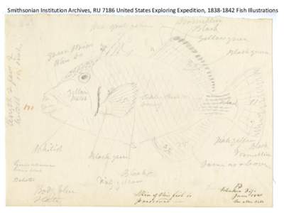 Smithsonian Institution Archives, RU 7186 United States Exploring Expedition, [removed]Fish Illustrations   