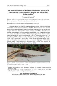 Puerto Rican Crested Anole / Brown Anole / Anolis / Polychrotidae / Anoles / Herpetology / Zoology