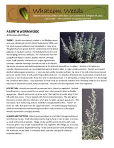 Wormwood / Artemisia absinthium / Artemisia / Paranormal / Occult / Christianity / Medicinal plants / Absinthe / Culinary Heritage of Switzerland