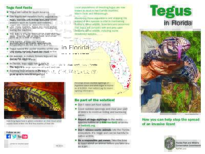 Tegu fast facts 	 	 Tegus are native to South America. 	 	 The tegu’s diet includes fruits, vegetables, eggs, insects, cat or dog food, and small animals such as lizards and rodents. 	 	 Like many reptiles, tegus are m