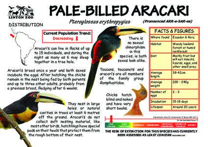 PALE-BILLED ARACARI  LINTON ZOO DISTRIBUTION