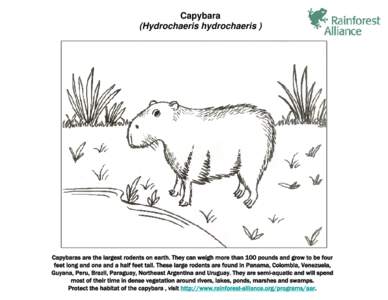 Microsoft PowerPoint - Capybara text