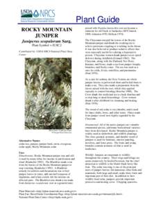 Plant Guide ROCKY MOUNTAIN JUNIPER mixed with Populus leaves this root tea became a liniment for stiff back or backaches (McClintock