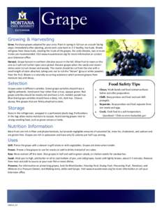 Viticulture / Grape / Vitaceae / Ripeness in viticulture / Table grape / Dessert wine / Harvest / Coronation / Wine / Oenology / Biotechnology