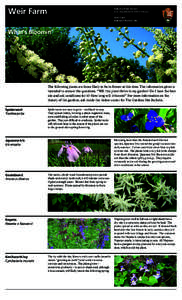 Geranium / Iris / Aruncus / Saxifragaceae / Flowers / Astilbe