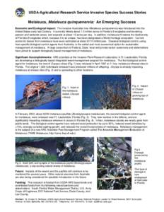 Melaleuca quinquenervia / Melaleuca / Flora of Australia / Biogeography / Everglades / Jumping plant louse / Natural history of Australia / Biological pest control / Invasive plant species / Curculionidae / Oxyops vitiosa