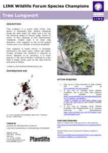 LINK Wildlife Forum Species Champions  Tree Lungwort DESCRIPTION Tree lungwort is a green leafy lichen, that grows in Scotland’s best Atlantic woodland