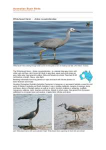 file:///C:/bushbirds-5.0/infa/ardea_novaehollandiae.html