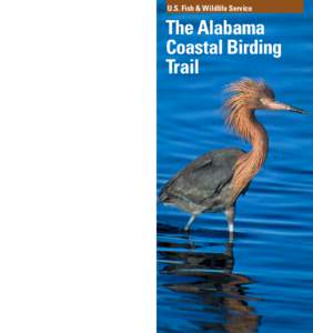 U.S. Fish & Wildlife Service  The Alabama Coastal Birding Trail