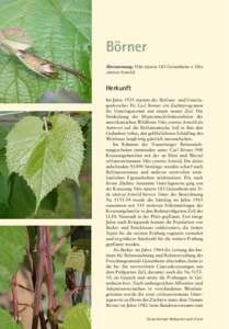 Börner Abstammung: Vitis riparia 183 Geisenheim x Vitis cinerea Arnold