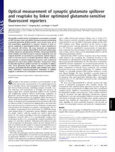 Optical measurement of synaptic glutamate spillover and reuptake by linker optimized glutamate-sensitive fluorescent reporters Samuel Andrew Hires*†, Yongling Zhu‡, and Roger Y. Tsien§¶ *Graduate Program in Neurosc