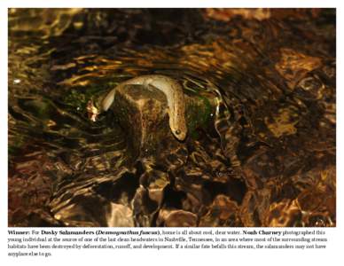 Winner: For Dusky Salamanders (Desmognathus fuscus), home is all about cool, clear water. Noah Charney photographed this young individual at the source of one of the last clean headwaters in Nashville, Tennessee, in an a