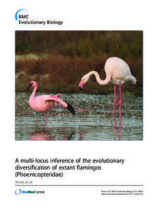 A multi-locus inference of the evolutionary diversification of extant flamingos (Phoenicopteridae)