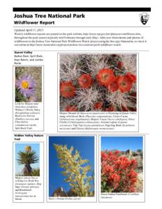 Joshua Tree National Park Wildflower Report Updated April 17, 2015 Weekly wildflower reports are posted on the park website, http://www.nps.gov/jotr/planyourvisit/blooms.htm, throughout the peak season (typically mid-Feb