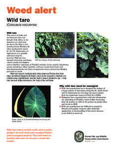 Weed alert Wild taro