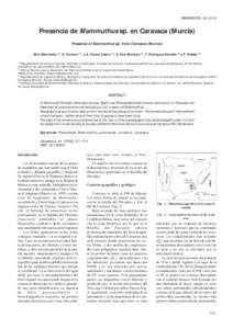 Presencia de Mammuthus sp. en Caravaca (Murcia) Presence of Mammuthus sp. from Caravaca (Murcia) M.A. Mancheño (1)