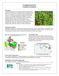 Caprifoliaceae / Gaultheria hispidula / NatureServe / Symphoricarpos / Pennsylvania Natural Heritage Program / Conservation / Environment / Ecology