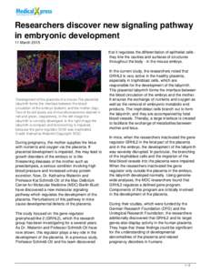 Researchers discover new signaling pathway in embryonic development