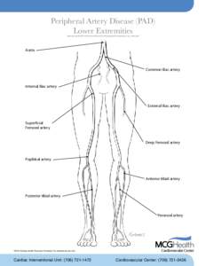 Peripheral Artery Disease (PAD) Lower Extremities www.georgiahealth.edu/som/medicine/Cardiology/pvd/images/pad_leg_sheet.pdf Aorta