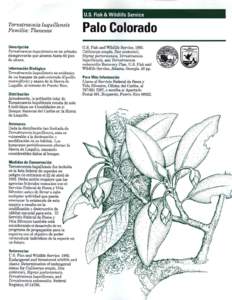 U.S. Fish & Wildlife Service  Ternstroemia luquillensis Familia: Theaceae  Palo Colorado