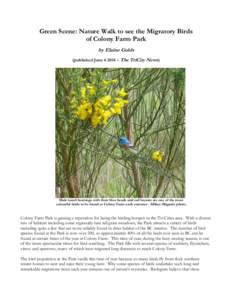 Green Scene: Nature Walk to see the Migratory Birds of Colony Farm Park by Elaine Golds (published June – The TriCity News)  Male lazuli buntings with their blue heads and red breasts are one of the most