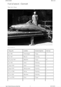 xOeresvinfund  Side 1 af 2 Fund af øresvin i Danmark Tekst: Carl C. Kinze
