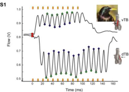 Superfast Vocal Muscles Control Song Production in Songbirds Coen P.H. Elemans, Andrew F. Mead, Lawrence C. Rome, Franz Goller SUPPORTING INFORMATION MATERIALS & METHODS Animals. Seventeen male and eight female European