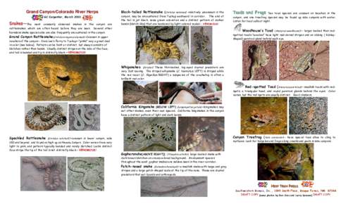Western United States / Fauna of the United States / Crotalus oreganus abyssus / California kingsnake / Southwestern United States / Rattlesnake / Crotalus oreganus / Crotalus molossus / Anaxyrus / Amphibians and reptiles of Wyoming