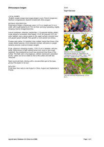 Sapindaceae / Flora of China / Dimocarpus / Flora of India / Longan / Malaysian cuisine / Lychee / Melicoccus bijugatus / Aril / Eudicots / Rosids / Flora