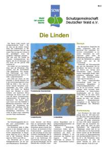 Nr.2  Die Linden Der Name Linde kommt vom nordgermanischen 