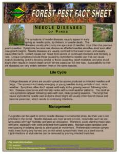 NEEDLE DISEASES OF PINES  The symptoms of needle diseases usually appear in early