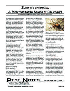 Zoropsis spinimana, A Mediterranean Spider in California Integrated Pest Management In and Around the Home In the mid-1990s, Zoropsis spinimana, a large spider from the Mediterranean